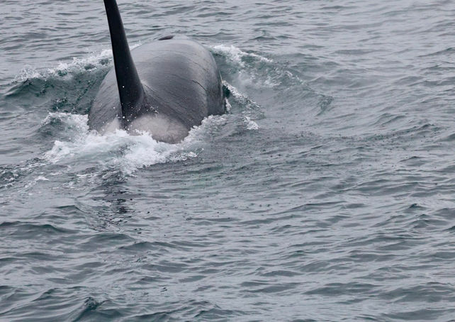 So much power in an Orca
