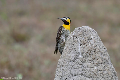 Campo Flicker