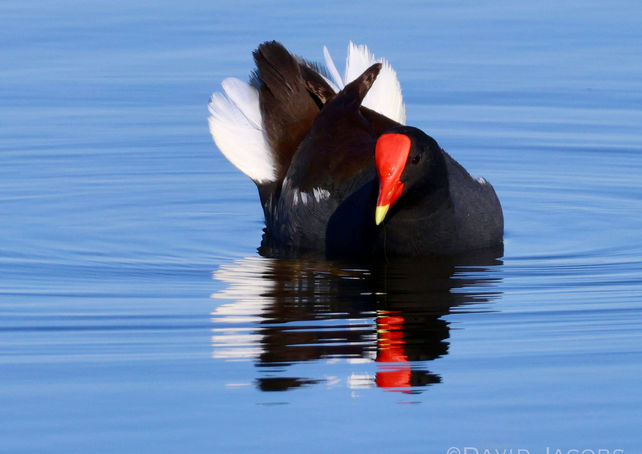 Gallinule reflection