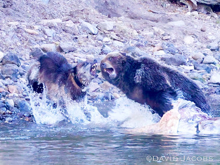 Beasts of Yellowstone
