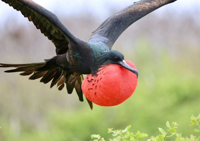 This Frigatebird announcing his single status