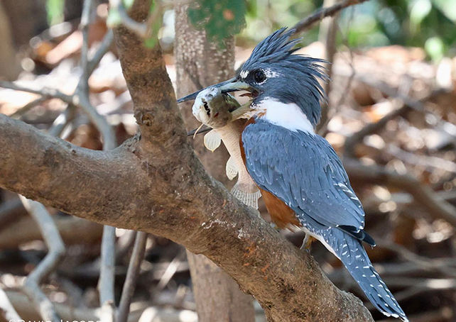 Ringed Kingfisher with a big lunch 