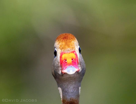A bird's eye view (up close and personal)