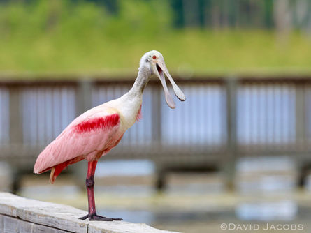 Orlando and Wakodahatchee Wetlands
