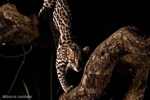 Ocelot descent