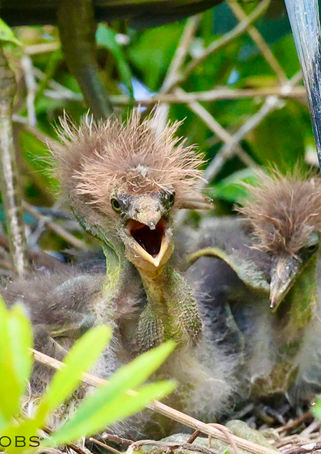 Muppets?