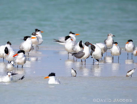 Two of these birds are not like the others...