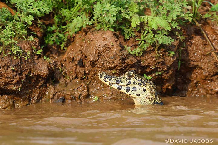 Baby caiman chilling