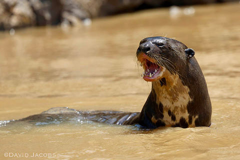 Giant River Otter posing 