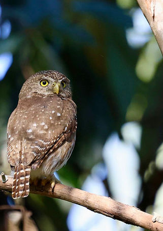 Pygmy owl 