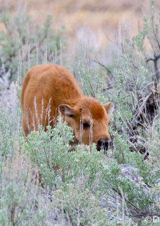 Hiding in the sage...