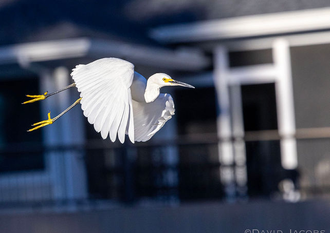 Snowy in flight v2- 328A3853