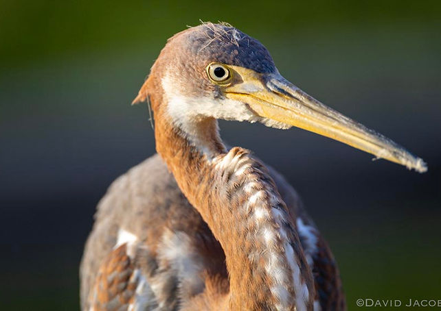 This Tri-colored Heron was smirking at me...I think i missed the joke
