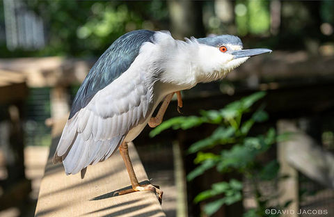It was nice to see a Black-crowned Night Heron, most of what we see in Virginia are Yellow-crowned.