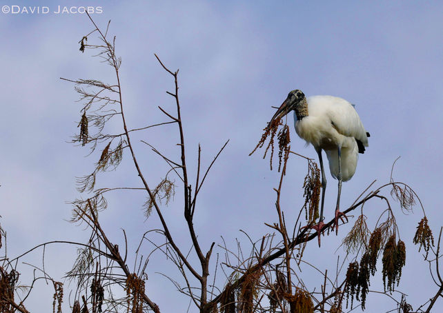 Wood Stork on top of the world