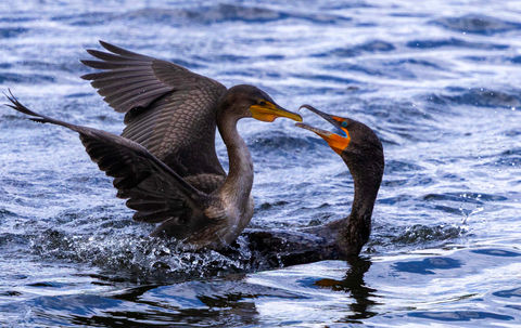 Mating or fighting? How different are they?