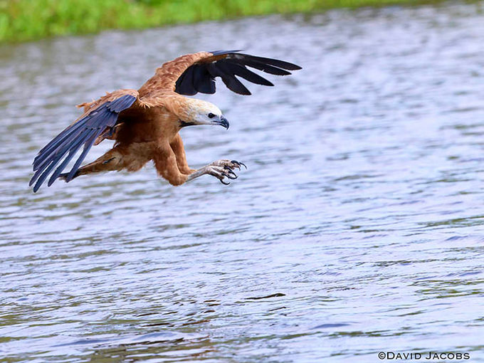 Black collared hawk hunting