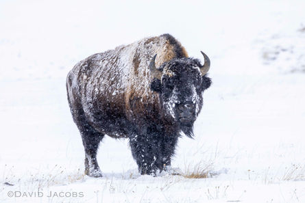 Yellowstone in winter