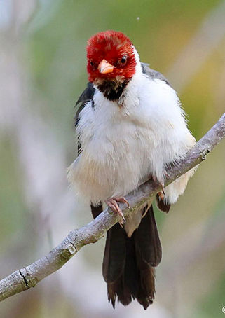 Yellow billed cardinal fluff day