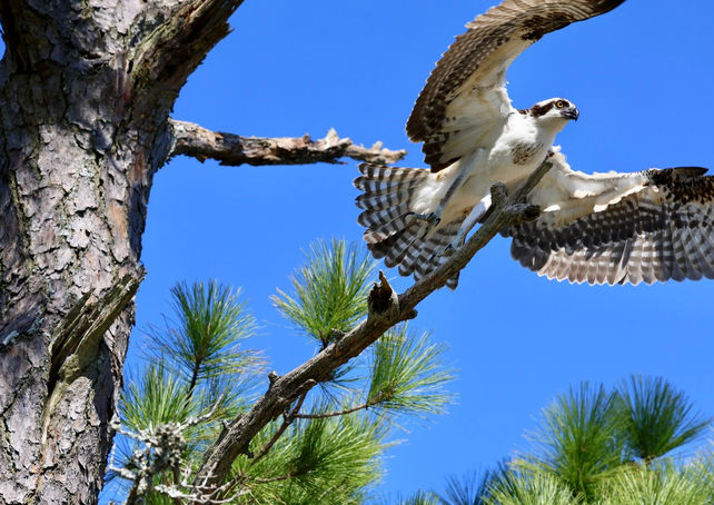 An Osprey frozen in time