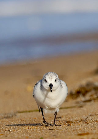 Sandpiper staredown