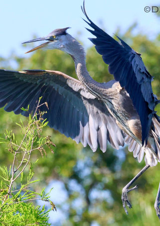 Great blue heron landing