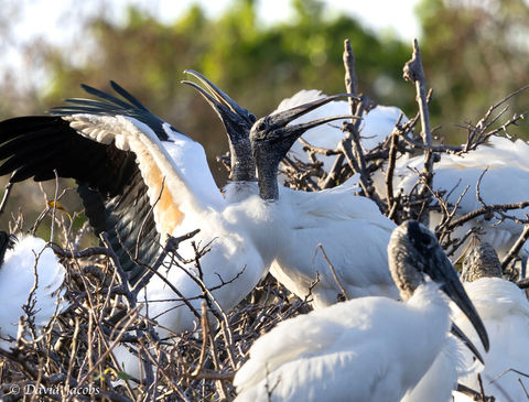 Wood Storks love to party!