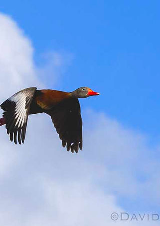 A Black-bellied Whistling Duck showing its colors in the clouds