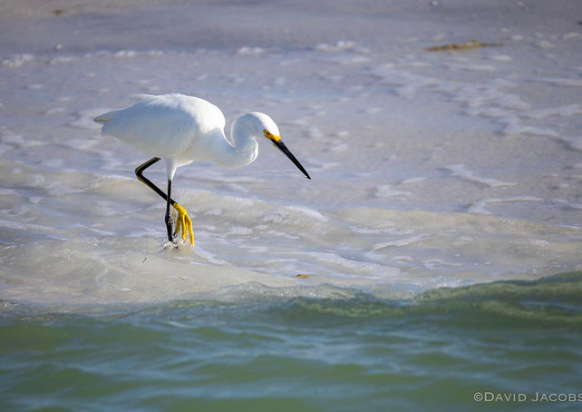Snowy Egret in surf