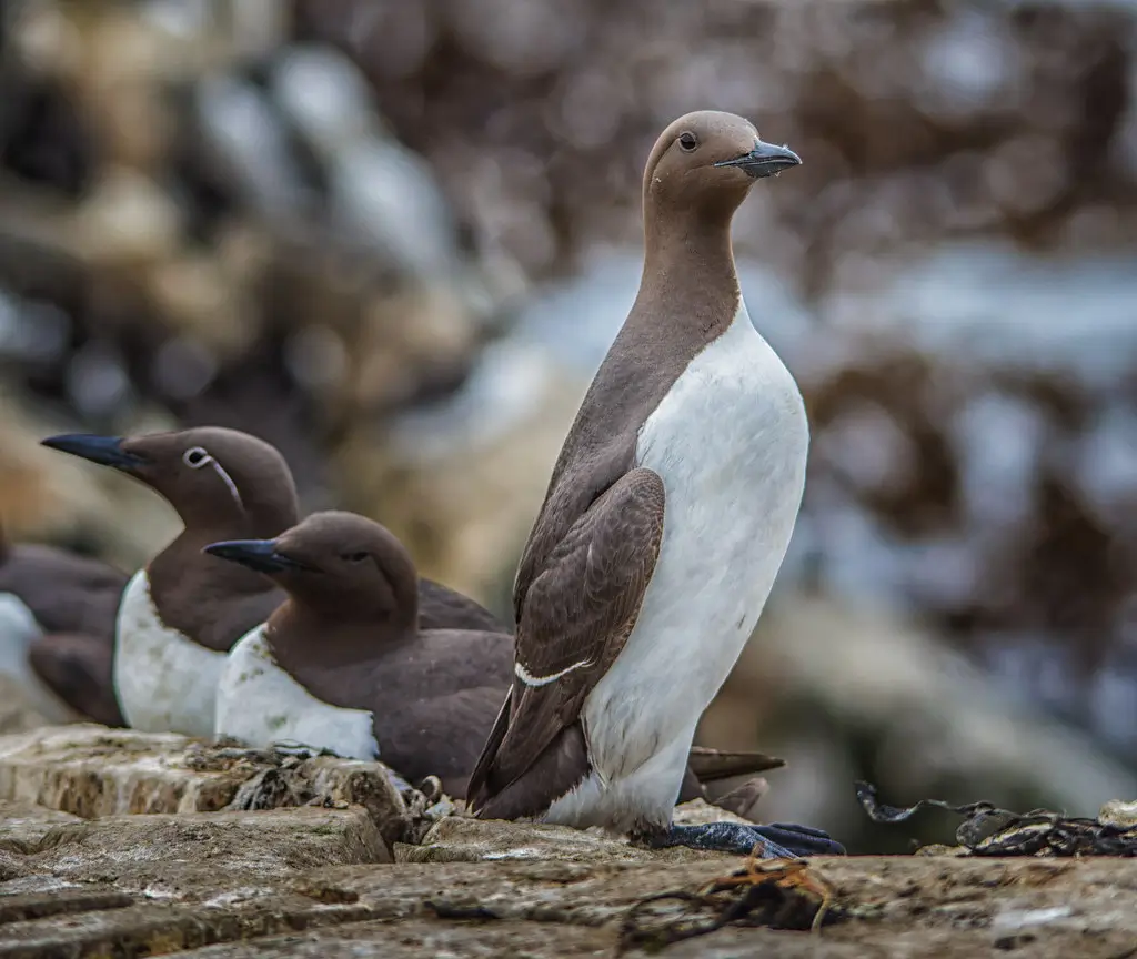 Guillemots on the rocks on The Farne Islands