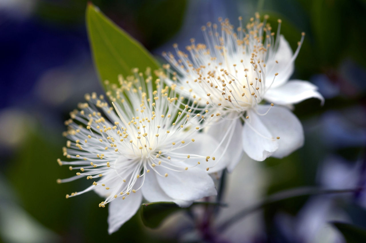 Close up of white Myrtle flowers