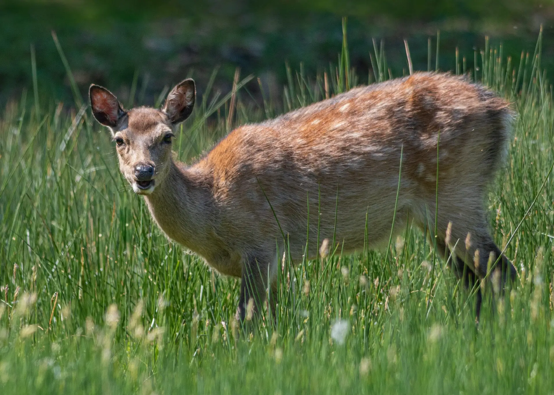 Fallow deer in a wild meadow on Brownsea Island