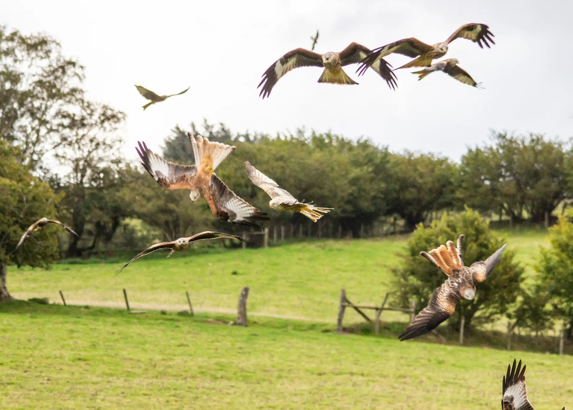 Crowds of Red Kites at Gigrin Farm in Wales