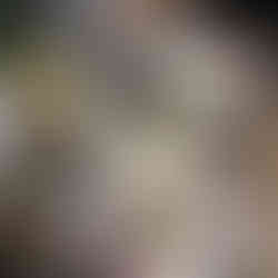 Breakfast trays with fruit salad, cheese, bread and fruit juice