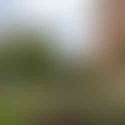 The mansion house grounds at Hedingham Castle