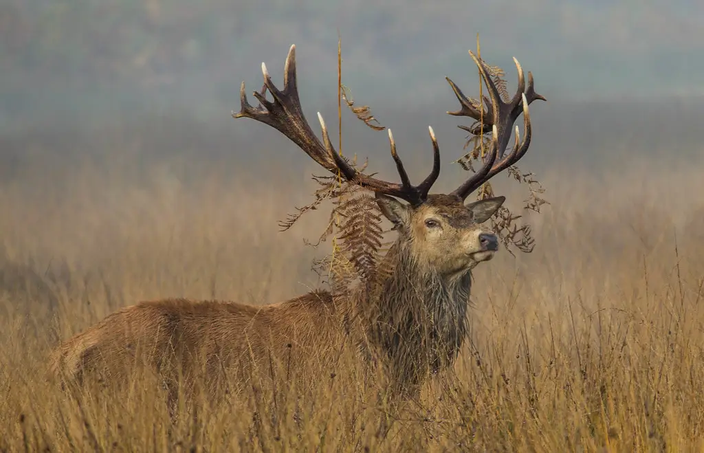 Red deer during the deer rut at Richmond Park