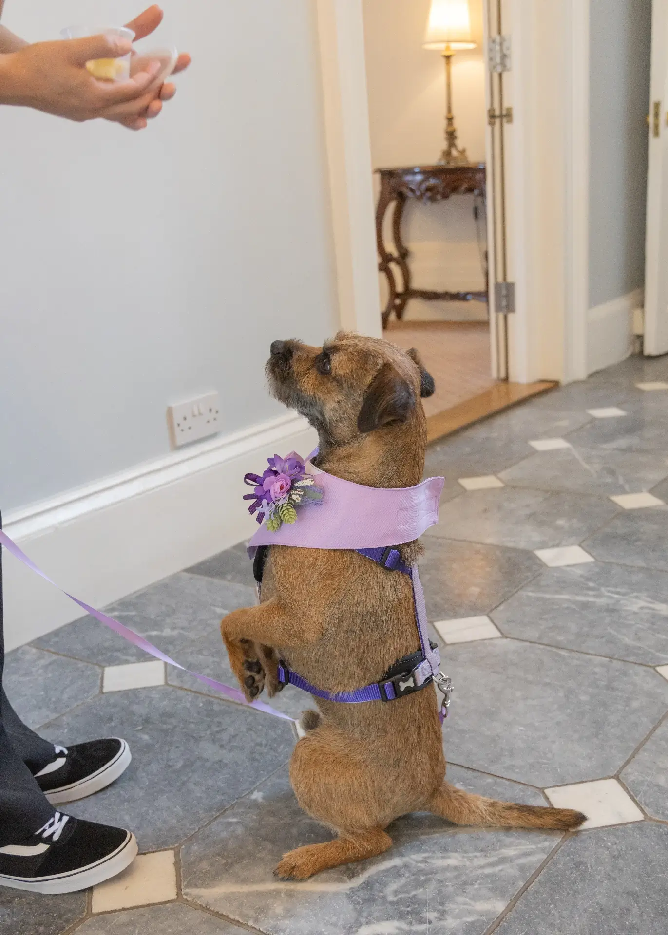 Bowie the ring bearer mesmerised by cheese at The Fennes