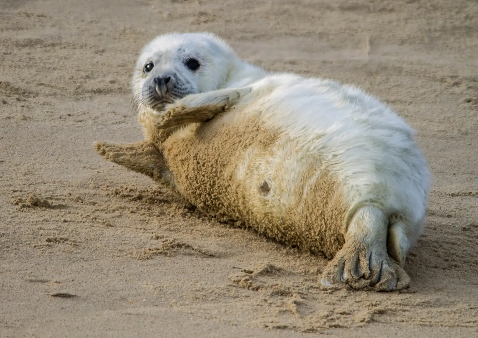 Seal pup on the beach at Horsey Gap