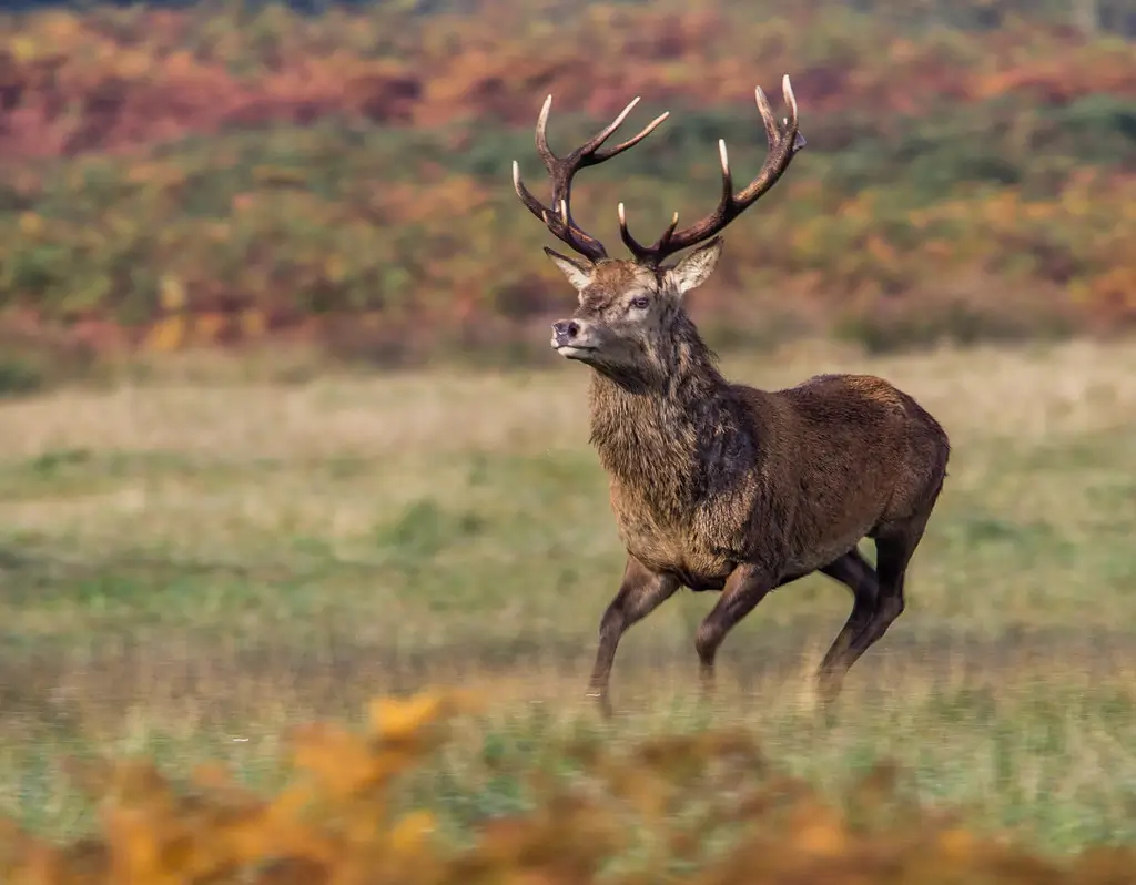 Red deer running in Richmond Park