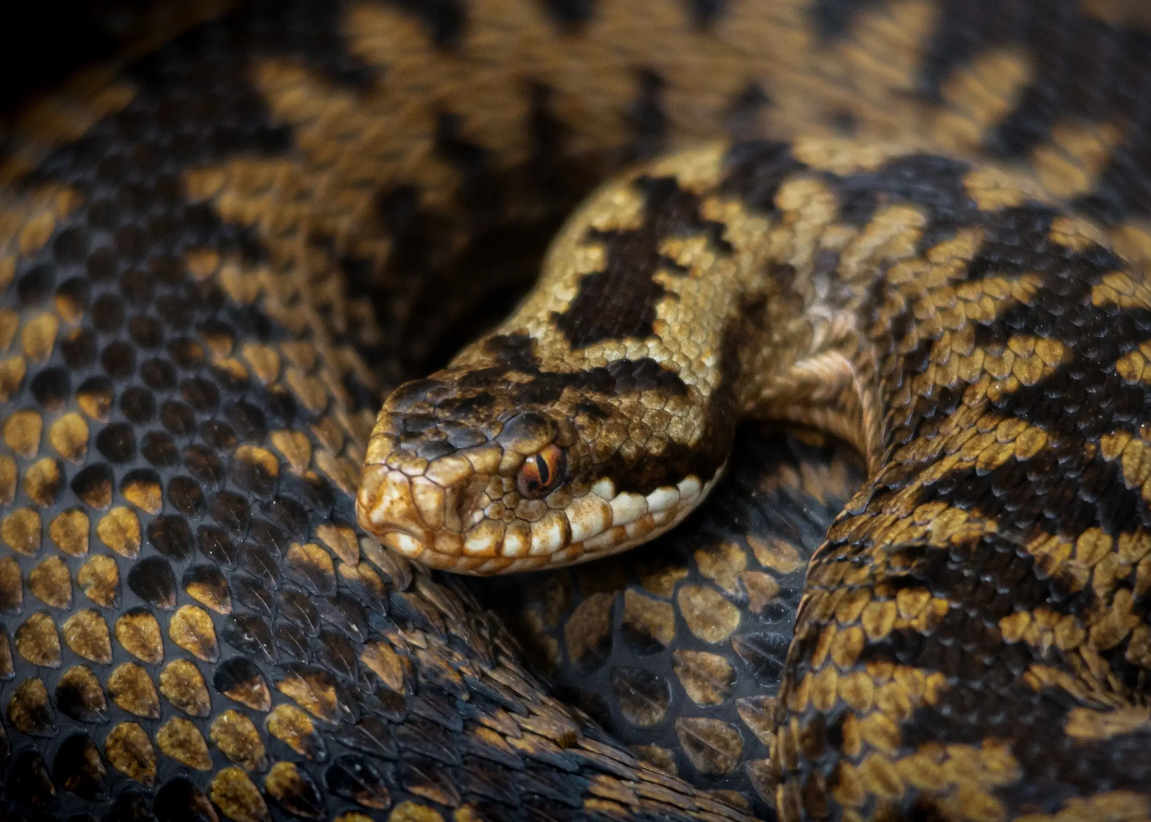 Adder in the undergrowth at RSPB Minsmere