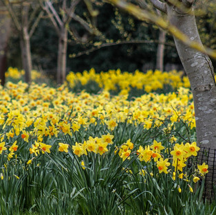 Field full of daffodils at Wimpole Hall