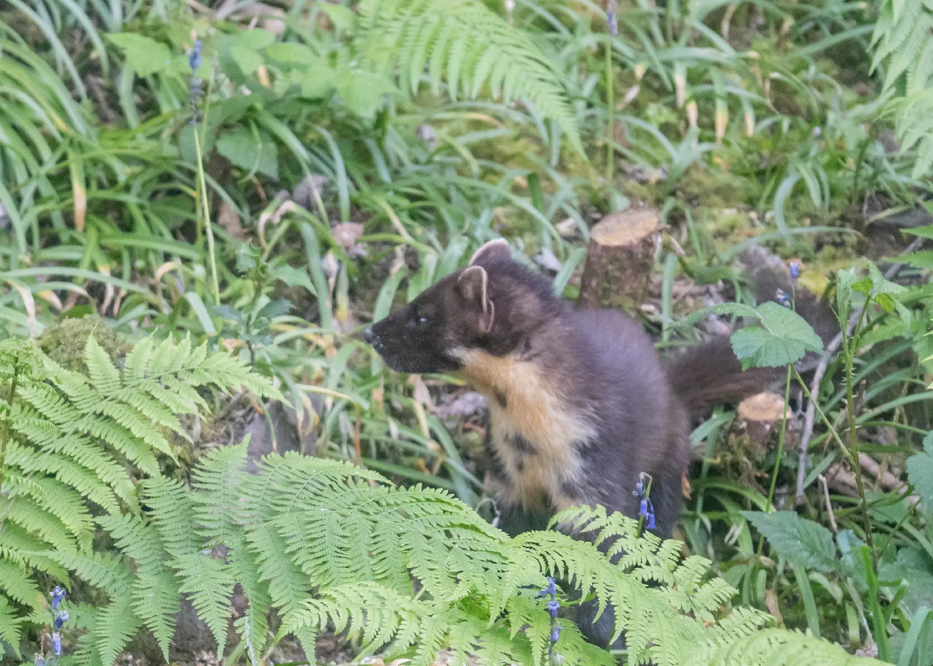 Pine Martin in the bracken on the Scottish Highlands