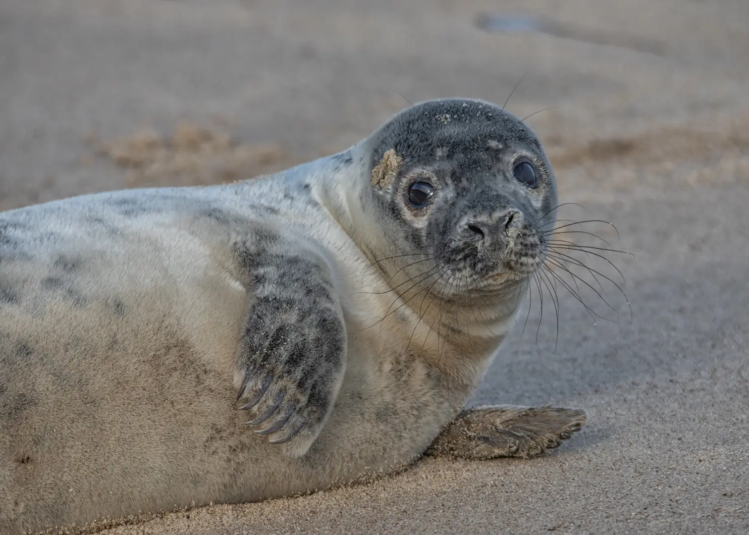 Grey seal pup on the beach at Horsey Gap