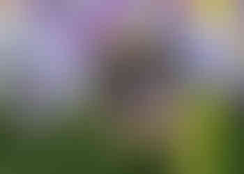 Dog ring bearer surrounded by bridesmaids bouquets at The Fennes