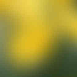 Close up of daffodils bathed in sunshine