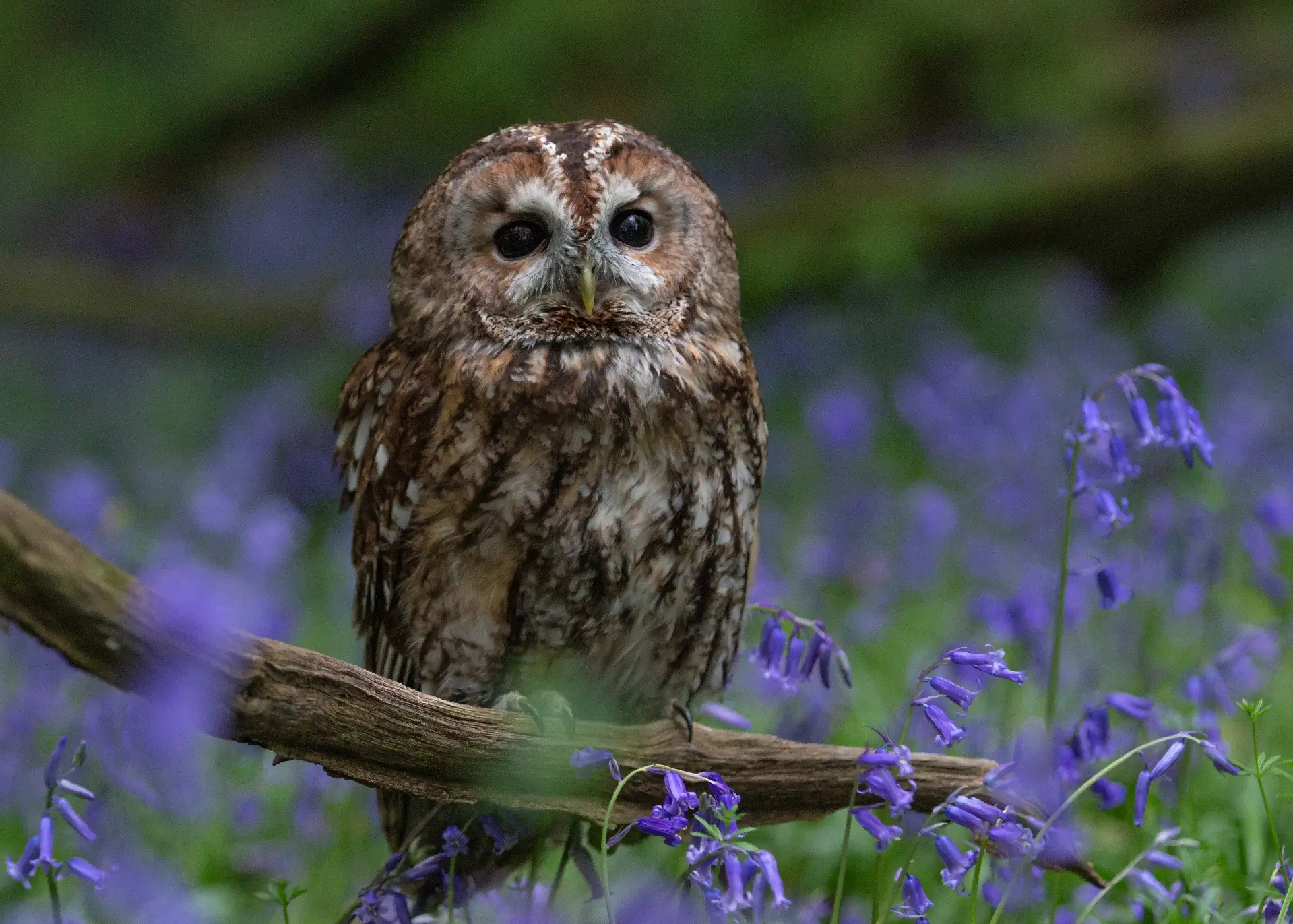 Little Owl in a bluebell wood in Essex