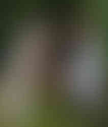 Bride holds a pint of guinness as she helps herself to a canape