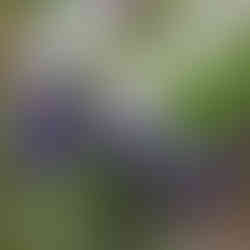 purple iris and white rose bouquet