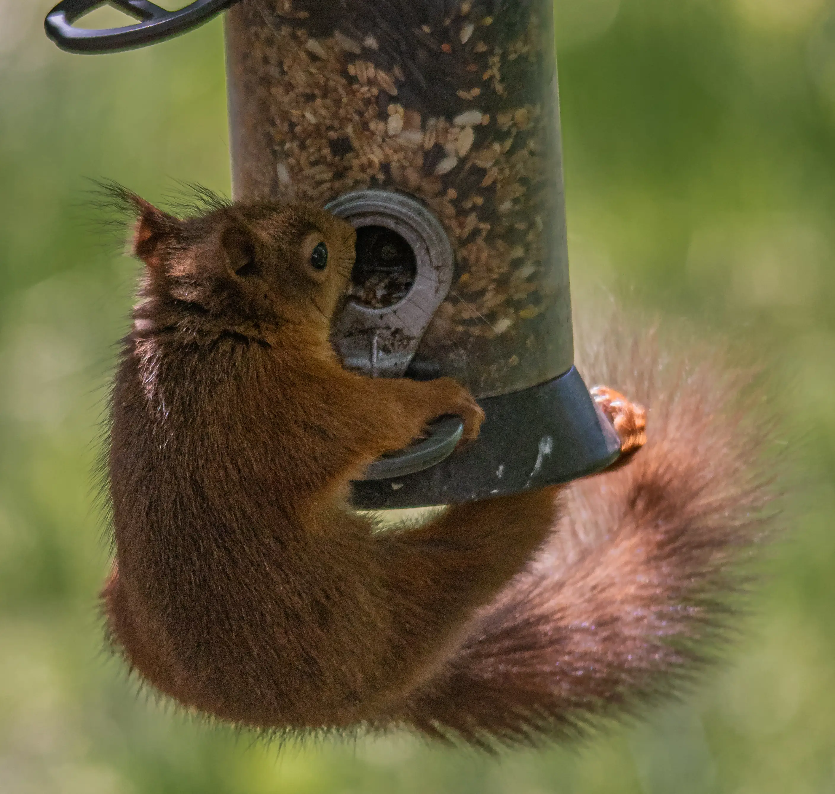 Red sqquirrel on a feeder at Brownsea Island