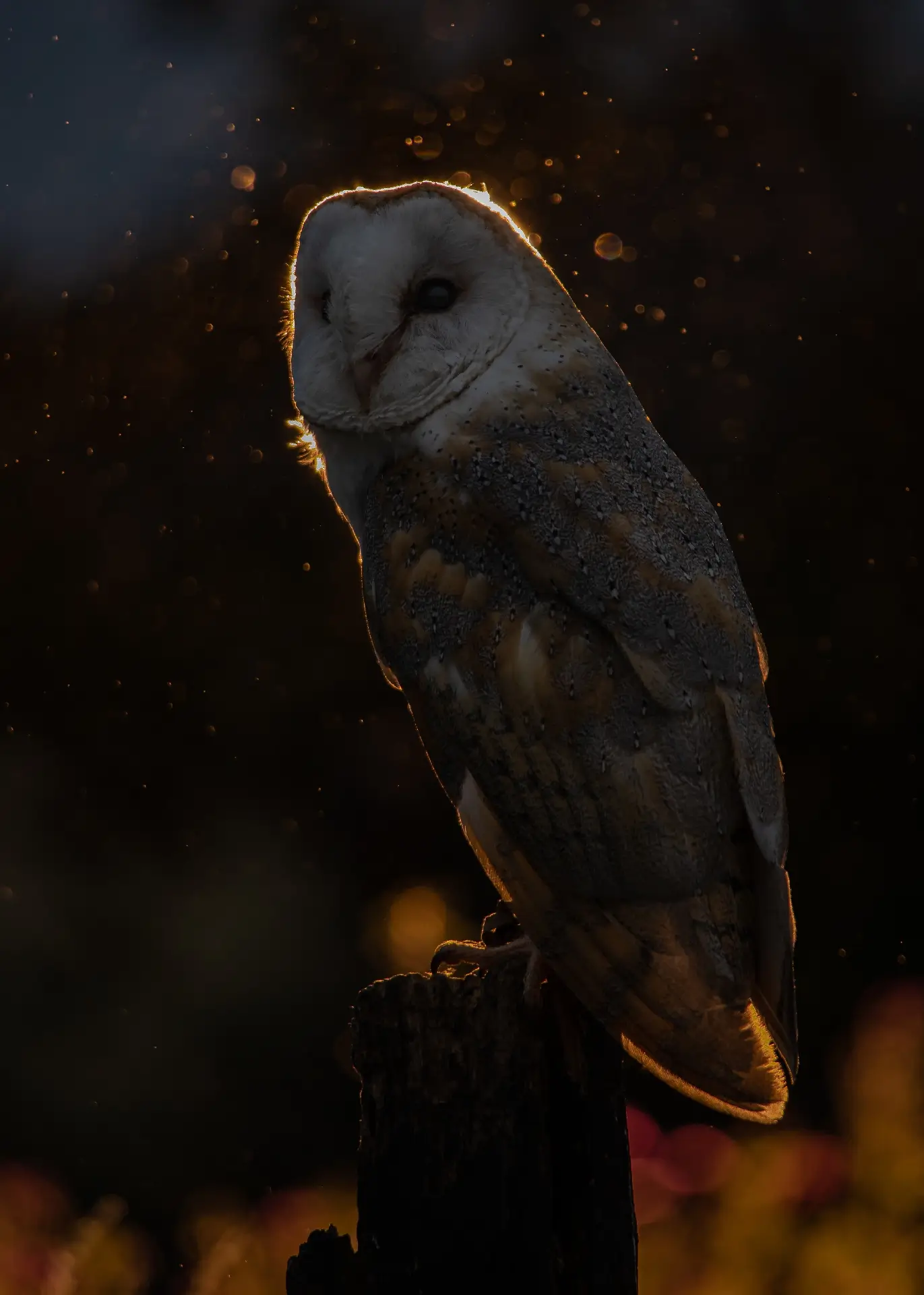 Barn owl backlit in summer rainy evening
